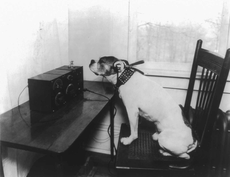 Illustration for article titled Dogs Listening to the Radio Will Cure Your Case of the Mondays